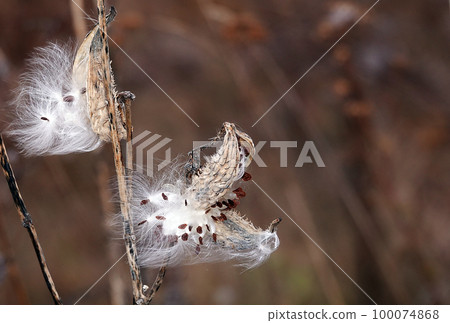 The Syrian milkweed, or Aesculapian grass, or Milky grass, or Swallow grass, is an annual herbaceous plant, the Kutrovye family - a plant similar to the mouth of a snake 100074868