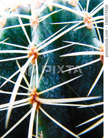Spike and needle cacti Spike and needle cacti 100074886