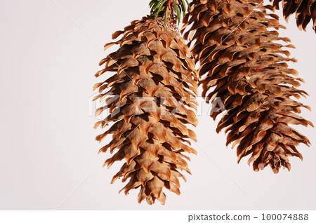 Cones grow on a branch of a coniferous tree Cones grow on a branch of a coniferous tree 100074888