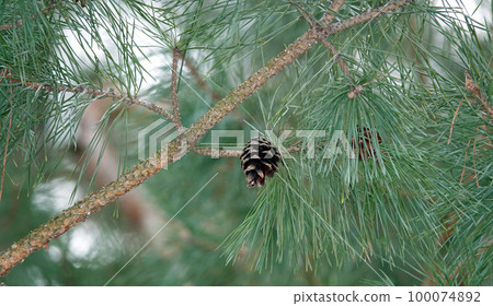 Old cones of coniferous tree hang on branches 100074892