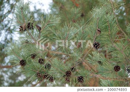 Old cones of coniferous tree hang on branches 100074893