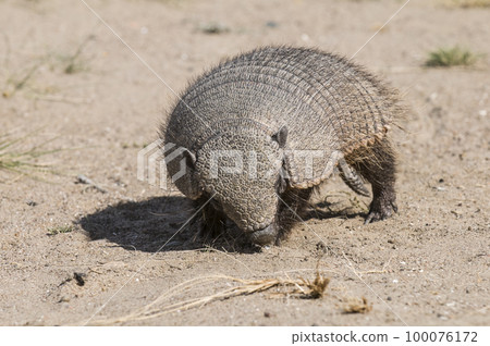 Hairy Armadillo, in desert environment, Peninsula Valdes, Patagonia, Argentina Hairy Armadillo, in desert environment, Peninsula Valdes, Patagonia, Argentina 100076172