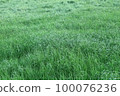 Light green spring leaves are fresh. 100076236