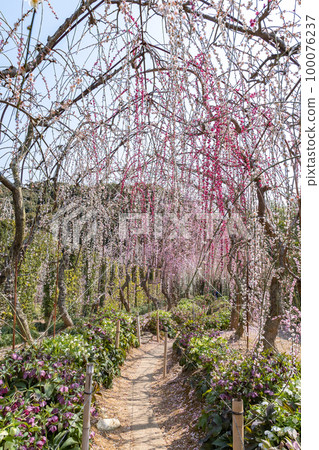 大草山昇龍垂梅園(靜岡縣濱松市) 大草山昇龍垂梅園(靜岡縣濱松市) 100076237