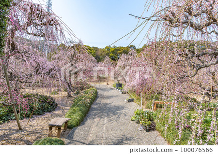 大草山昇龍垂梅園(靜岡縣濱松市) 大草山昇龍垂梅園(靜岡縣濱松市) 100076566