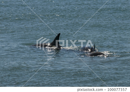 Killer whale hunting sea lions, Peninsula valdes, Patagonia Argentina Killer whale hunting sea lions, Peninsula valdes, Patagonia Argentina 100077357