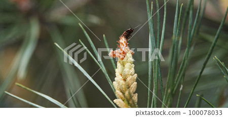 Cones grow in clusters on a conifer with long needles 100078033