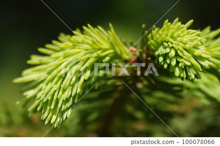 Coniferous tree branch with young shoots of green needles Coniferous tree branch with young shoots of green needles 100078066