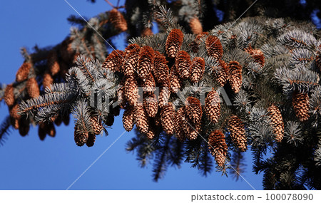 Kiev, Ukraine January 21, 2020: Cones grow in clusters on a conifer with long needles against a blue sky Kiev, Ukraine January 21, 2020: Cones grow in clusters on a conifer with long needles against a blue sky 100078090
