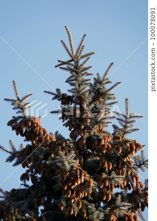 Kiev, Ukraine January 21, 2020: Cones grow in clusters on a conifer with long needles against a blue sky 100078091