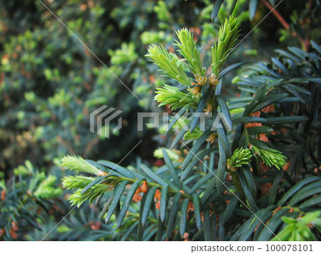 The beginning of the growth of green cones and branches in the spring on conifers The beginning of the growth of green cones and branches in the spring on conifers 100078101