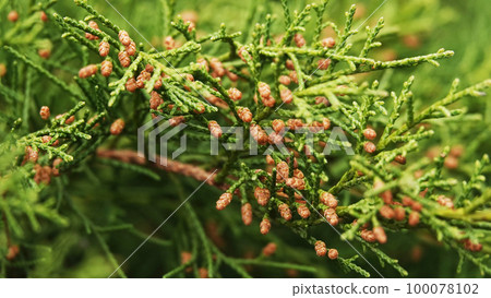Coniferous trees and cones with branch needles and coniferous flower Coniferous trees and cones with branch needles and coniferous flower 100078102