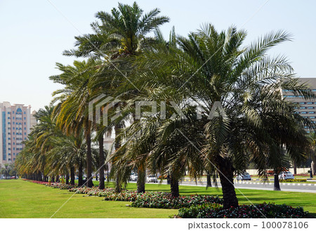Sharjah, UAE February 21, 2020: landscaping the city with palm alleys along the roads 100078106