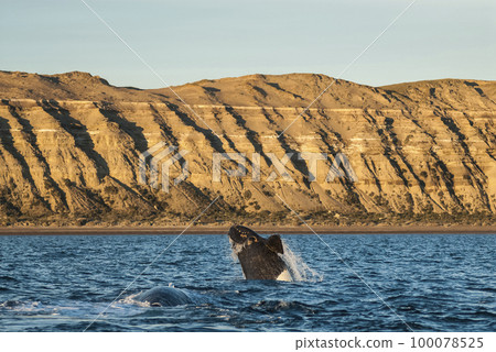 Southern Right whale  swimming on the surface, 100078525