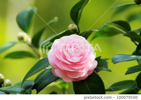Pink maiden camellia Pink maiden camellia 100079580