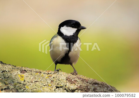 Great tit Great tit 100079582