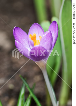 Close-up of single crocus flower in bloom 100079590