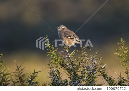Patagonian Mockingbird, Peninsula Valdes,Patagonia, Argentina Patagonian Mockingbird, Peninsula Valdes,Patagonia, Argentina 100079712