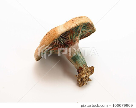Specimen photo of Hatutake mushroom 100079909