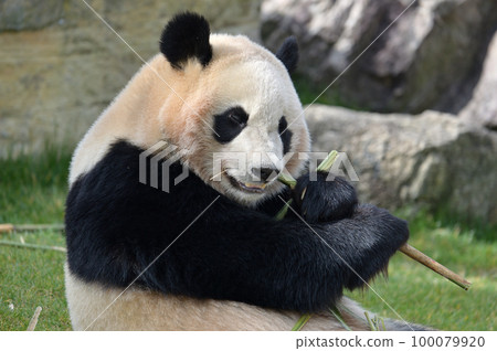 Kaedehama eating bamboo deliciously 100079920