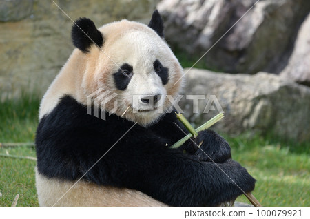 Kaedehama eating bamboo deliciously 100079921