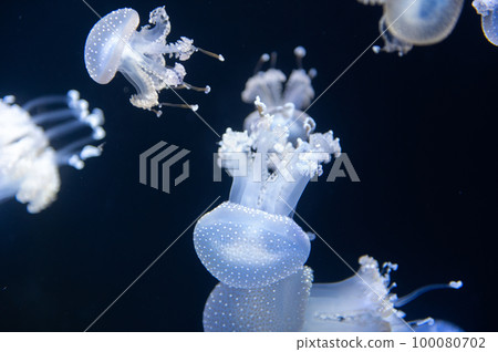 Jellyfish pukapuka Jellyfish pukapuka 100080702