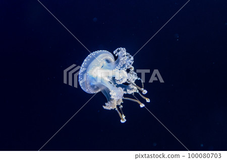 水母普卡普卡 100080703