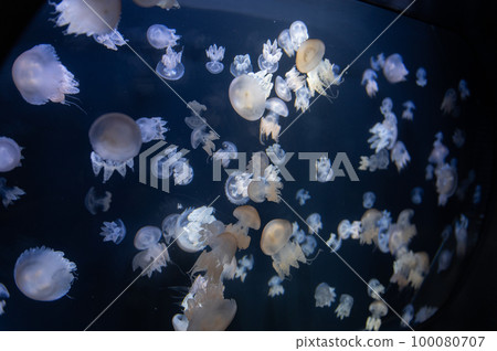 Jellyfish pukapuka 100080707