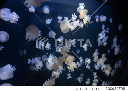 水母普卡普卡 100080708