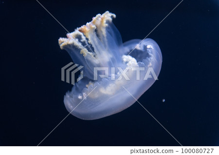 水母普卡普卡 100080727