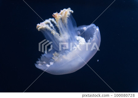 水母普卡普卡 100080728