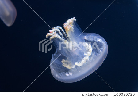 水母普卡普卡 100080729