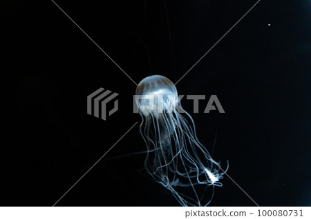 Jellyfish pukapuka Jellyfish pukapuka 100080731