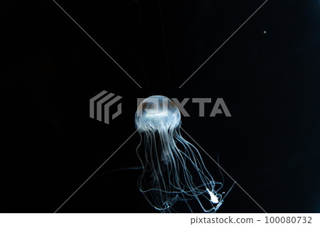 Jellyfish pukapuka Jellyfish pukapuka 100080732