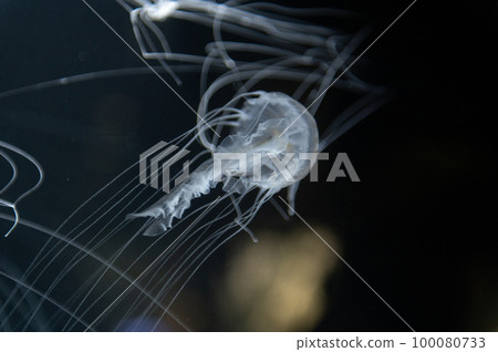 Jellyfish pukapuka 100080733