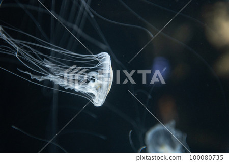 Jellyfish pukapuka 100080735