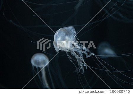 Jellyfish pukapuka 100080740