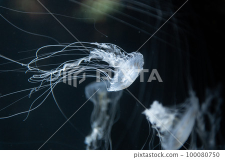 水母普卡普卡 100080750