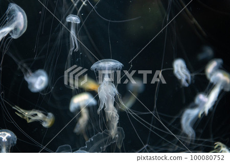 水母普卡普卡 100080752