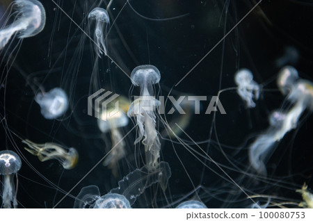 Jellyfish pukapuka 100080753