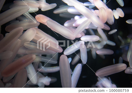 Jellyfish pukapuka 100080759