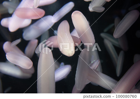 Jellyfish pukapuka Jellyfish pukapuka 100080760
