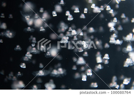 水母普卡普卡 100080764