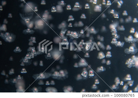 Jellyfish pukapuka 100080765