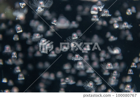 Jellyfish pukapuka Jellyfish pukapuka 100080767