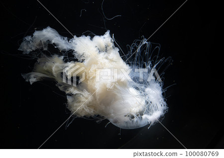 Jellyfish pukapuka Jellyfish pukapuka 100080769