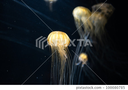 Jellyfish pukapuka 100080785