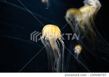 Jellyfish pukapuka Jellyfish pukapuka 100080787