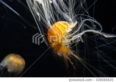 Jellyfish pukapuka 100080820