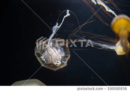 Jellyfish pukapuka Jellyfish pukapuka 100080836